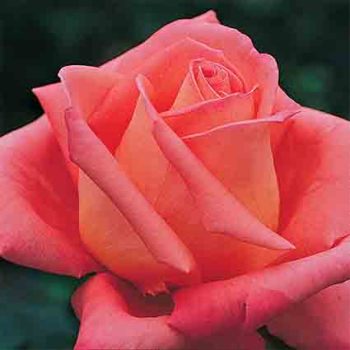 Folklore Hybrid Tea Rose