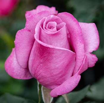 Rose, Grandiflora, Fragrant Plum Rose, Grandiflora, Fragrant Plum