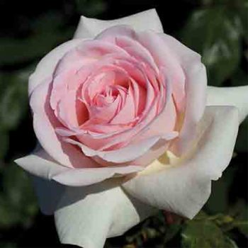 Francis Meilland® Hybrid Tea Rose