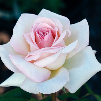 Rose, Hybrid Tea, Francis Meilland® Rose, Hybrid Tea, Francis Meilland®