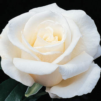 Rose, Hybrid Tea, Full Sail Rose, Hybrid Tea, Full Sail