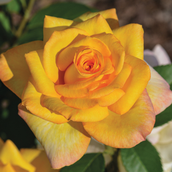 Rose, Grandiflora, Gold Medal Rose, Grandiflora, Gold Medal