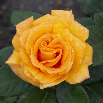 Rose, Hybrid Tea, Good As Gold™ Rose, Hybrid Tea, Good As Gold™