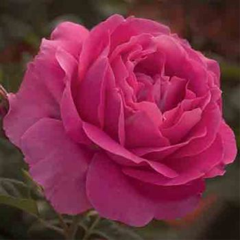Grande Dame™ Hybrid Tea Rose