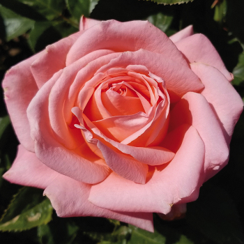 A LIMITED EDITION ROUGE DE COEUR, ROSE EXTRÊME & BLEU ZANZIBAR