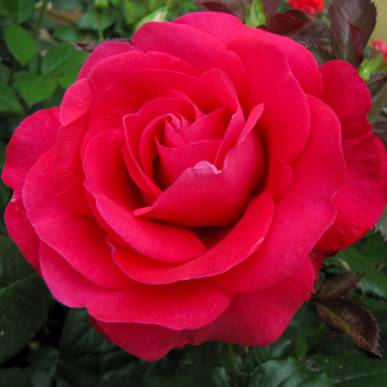 Rose, Hybrid Tea, In Love Again™ Rose, Hybrid Tea, In Love Again™