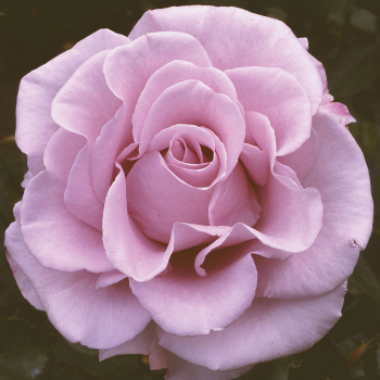 Lagerfeld Grandiflora Rose