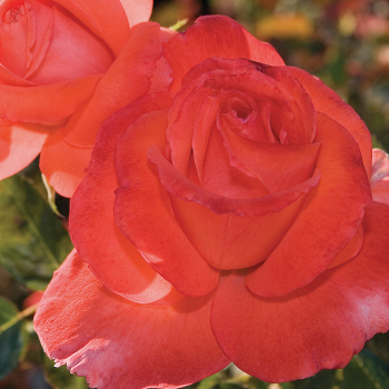 Lasting Peace™ Grandiflora Rose