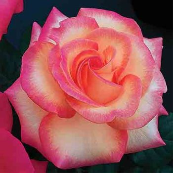 LeAnn Rimes Hybrid Tea Rose