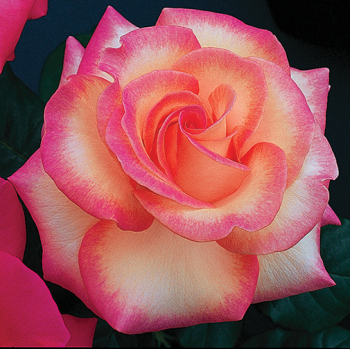Hybrid Tea Roses: Edmunds' Roses