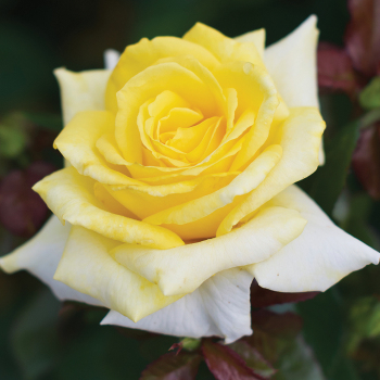 Rose, Hybrid Tea, Lemontini™ Rose, Hybrid Tea, Lemontini™