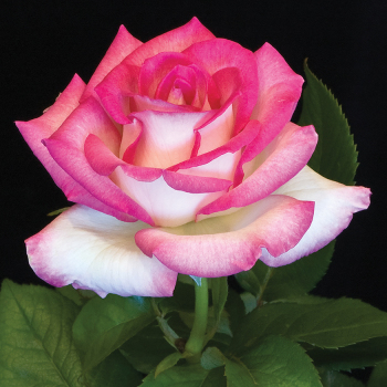 Rose, Hybrid Tea, Lynn Anderson Rose, Hybrid Tea, Lynn Anderson