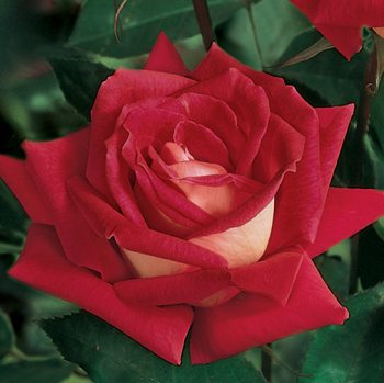 Rose, Grandiflora, Love Rose, Grandiflora, Love