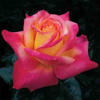 Love & Peace™ Hybrid Tea Rose
