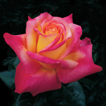 Rose, Hybrid Tea, Love & Peace® Rose, Hybrid Tea, Love & Peace®
