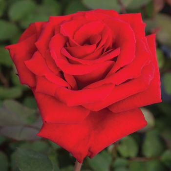 Rose, Grandiflora, Love's Promise™