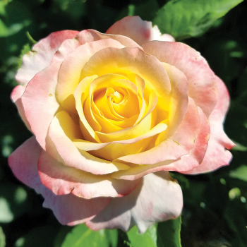 Rose, Hybrid Tea, Make Me Blush™ Rose, Hybrid Tea, Make Me Blush™