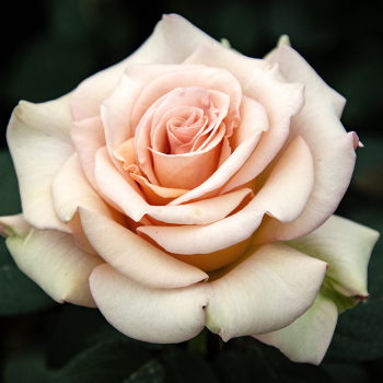 Rose, Hybrid Tea, Marilyn Monroe™ Rose, Hybrid Tea, Marilyn Monroe™