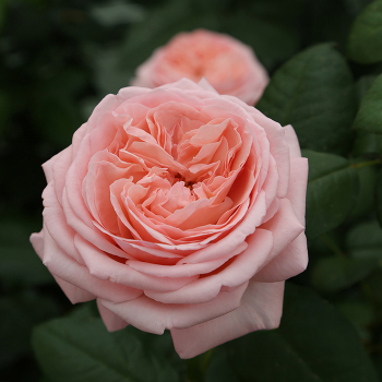 Hybrid Tea Roses: Edmunds' Roses