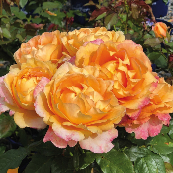 Rose, Hybrid Tea, Maui Sunrise™