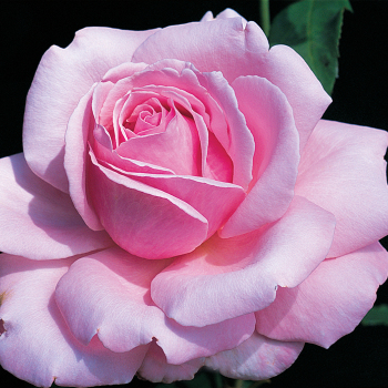 Rose, Hybrid Tea, Memorial Day®