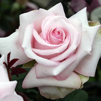 Rose, Hybrid Tea, Meredith Rose, Hybrid Tea, Meredith