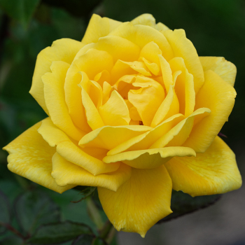 Rose, Hybrid Tea, Midas Touch™ Rose, Hybrid Tea, Midas Touch™