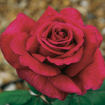 Pinkerbelle™ Hybrid Tea Rose