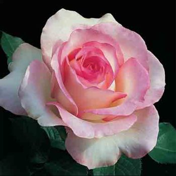 Moonstone™ Hybrid Tea Rose