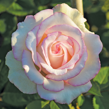 Rose, Hybrid Tea, Moonstone® Rose, Hybrid Tea, Moonstone®