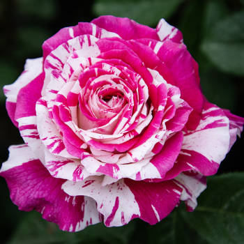 Rose, Hybrid Tea, Neil Diamond Rose, Hybrid Tea, Neil Diamond