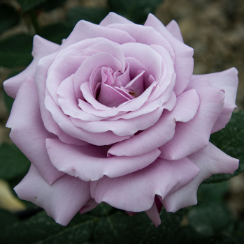 Rose, Hybrid Tea, Neptune™ Rose, Hybrid Tea, Neptune™