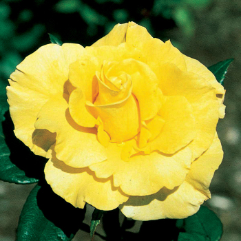 New Day Hybrid Tea Rose