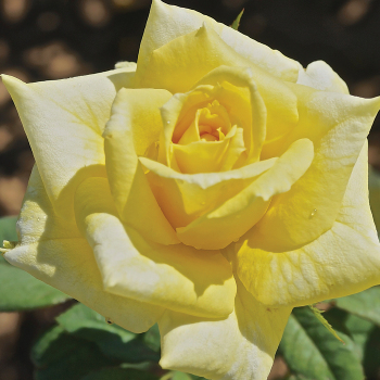 Rose, Hybrid Tea, New Day Rose, Hybrid Tea, New Day