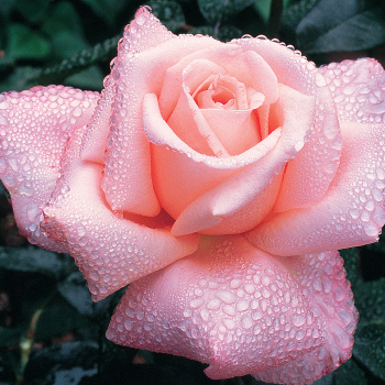 Rose, Hybrid Tea, New Zealand Rose, Hybrid Tea, New Zealand