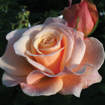Oh Happy Day™ Hybrid Tea Rose