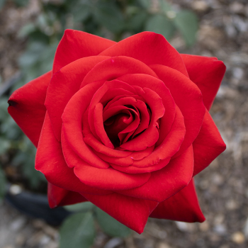Rose, Hybrid Tea, Olympiad Rose, Hybrid Tea, Olympiad