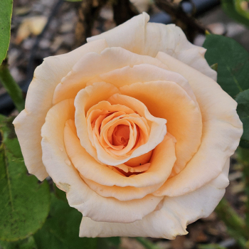 Rose, Hybrid Tea, Over The Moon™ Rose, Hybrid Tea, Over The Moon™