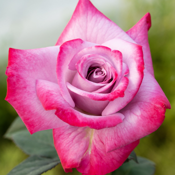 Rose, Hybrid Tea, Paradise Rose, Hybrid Tea, Paradise