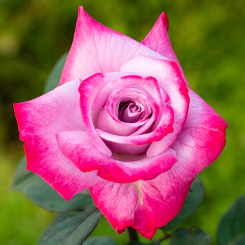 Stiletto™ Hybrid Tea Rose, Hybrid Tea Roses: Edmunds' Roses