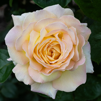 Rose, Hybrid Tea, Peace
