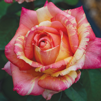 Rose, Hybrid Tea, Peach Swirl™ Rose, Hybrid Tea, Peach Swirl™