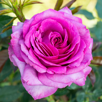 Rose, Hybrid Tea, Perfume Factory™ Rose, Hybrid Tea, Perfume Factory™