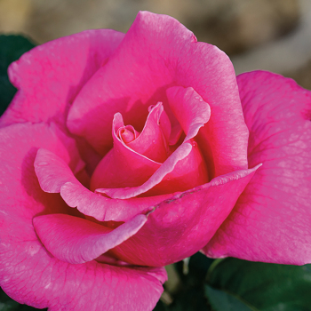 Rose, Hybrid Tea, Perfume Delight Rose, Hybrid Tea, Perfume Delight