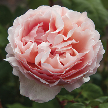 Princess Charlene de Monaco® Hybrid Tea Rose