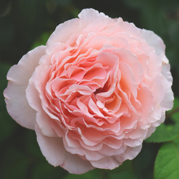 Rose, Hybrid Tea, Princesse Charlene de Monaco® Rose, Hybrid Tea, Princesse Charlene de Monaco®