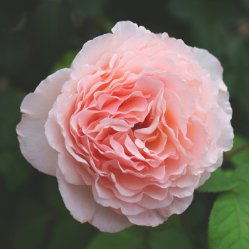 Rose, 36" Tree, Princess Charlene de Monaco® Rose, 36" Tree, Princess Charlene de Monaco®