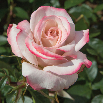 Pinkerbelle™ Hybrid Tea Rose