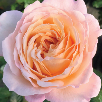 Rose, Hybrid Tea, Parfuma® Sunrise Rose, Hybrid Tea, Parfuma® Sunrise