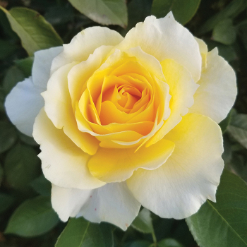 Rose, Grandiflora, Quest for Zest™ Rose, Grandiflora, Quest for Zest™